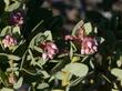 I can't find who Pringleii Manzanita was named after. I'm sure it was not after a potato chip. Sorry, do not believe everything you read online.. - grid24_24