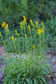 Yellow Butterfly Weed,  Solidago confinis - grid24_24