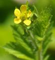 Big Leaf Avens, Geum macrophyllum  - grid24_24