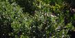 Arctostaphylos refugioensis, Refugio Manzanita