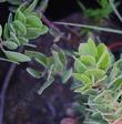 Arctostaphylos tomentosa subcordata Tranquil Cliff - grid24_24