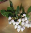 Arctostaphylos edmundsii Big Sur Manzanita flowers