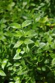 Blackfruit Dogwood, Cornus sessilis grows in moist shade. - grid24_24