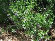 Solanum xantii hoffmannii as a bush