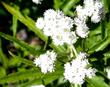 Anaphalis margaritacea, Pearly Everlasting in the Sierras at about 7000 ft.
