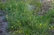 Potentilla gracilis at 7200 feet mixed with Penstemon heterodoxus, and Potentilla glandulosa nevadensis. All tolerate lower elevations. But would look like this for  most of the summer in Tahoe or Big Bear.