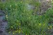 Potentilla gracilis at 7200 feet mixed with Penstemon heterodoxus, and Potentilla glandulosa nevadensis. All tolerate lower elevations. But would look like this for  most of the summer in Tahoe or Big Bear. - grid24_24