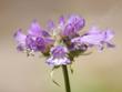 The flowers of Penstemon heterodoxus,Sierra beardtongue. I don't know, do you see a tongue?