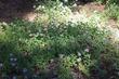 Monardella odoratissima ssp. pallida, Mountain Penny Royal