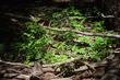 Thalictrum fendleri, Mountain Meadow Rue under Lodge Pole and Ponderosa Pine. - grid24_24