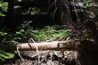 Here is what Mountain Rue looks like in the wild of a forest. 