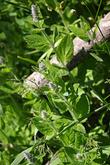 Stachys albens, White hedge nettle gets realy white under drought stress, green in a mountain meadow.