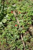 Mountain Strawberry with Western Columbine under Ponderosa Pine iat the edge of a meadow at 7400 ft.
