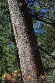 Pinus ponderosa bark.