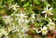 The Clematis flowers are delicate and spread all over the vine as they crawl along your fence or trellis.