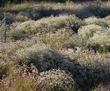 California Buckwheat as a ground  cover. No extra water. Native plants are beautiful.  What would a non-native plant look like with no water in midsummer? - grid24_24