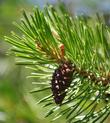 Lodgepole Pine needles and young cone.
