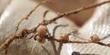 Nitrogen fixing nodules.