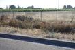 These buckwheats appeared to be growing quite well off of rainfall south of Lemore along Hwy 41. The only non-watered things other than tumbleweeds that were alive. - grid24_24