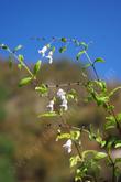 Lepechinia ganderi,  San Diego Pitcher sage grows to a few feet tall.