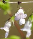 lepechinia-ganderi-San-Diego-Pitcher-sage