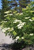 Blue Elderberry at 7000 ft. in the Sierras.  - grid24_24