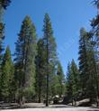 Lodgepole pine trees, I think, at 7500 ft. in the Sierra