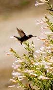 Anna Hummingbird on a Pink California Fuchsia. Zauschneria californica, Epilobium - grid24_24