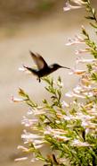 Anna Hummingbird on a Pink California Fuchsia. Zauschneria californica, Epilobium - grid24_24