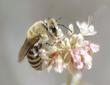 A female Colletes, Plaster bee on Eriogonum elongatum, Buckwheat flowers.