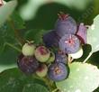 Western Service Berry, Shadbush and Saskatoon Serviceberry. looks like a blueberry, tastes like a blueberry