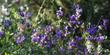 Winnifred Gilaman Sage in the shade of a Desert Willow
