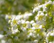 Chamise flowers