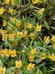 The sticky monkey flower - grid24_24