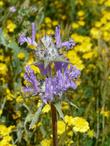 Salvia carduacea, Thistle sage out in Carrizo plains