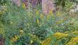 California Goldenrod as groundcover