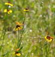 Bigelows Sneezeweed. and Bigelow Meadow chrysanthemum.  Why didn't they call it the Mormon Fritilary attractor?