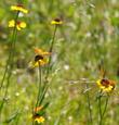 Bigelows Sneezeweed. and Bigelow Meadow chrysanthemum.  Why didn't they call it the Mormon Fritilary attractor? - grid24_24