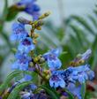 Penstemon azureus is really   a blue Penstemon.
