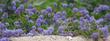 Ceanothus hearstiorum