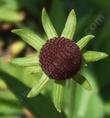 Western Coneflower, Rudbeckia occidentalis has no rays. - grid24_24