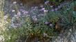 This coyote Mint was growing in the open hillsides above Big Sur Coast. Surrounding plants are Sticky  monkey flowers, Yucca whippleii, Golden Yarrow and Deerweed. - grid24_24