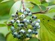 Red Dogwood Berries