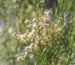 Red Shank flowers - grid24_24