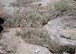 Wright's Buckwheat growing between granite at 7500 ft in the Sierras. It also grows fine in our garden as a little ground cover. - grid24_24