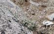 Wright;s buckwheat is SO cute. It can work very well in a small rock garden.