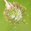 The seed head of Geum is a small work of meadow elves. 