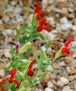 Scarlet Monkey Flowers, Mimulus cardinalis - grid24_24