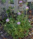 Green Monardella, Monardella viridis plant - grid24_24