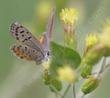 Acmon Blue, Plebejus acmon on Brickellia californica - grid24_24